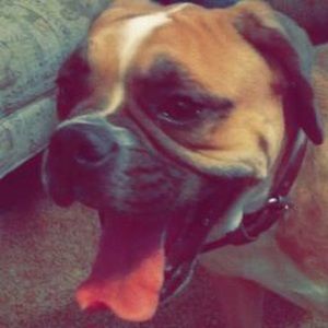 Meet your Posher, Amelia